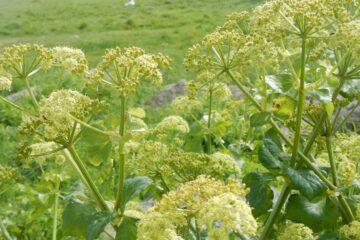 Plante sauvage, le maceron