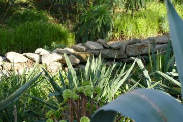Un muret en pierres sèches assez bas au milieu de la végétation dans les jardins de l'île Tatihou