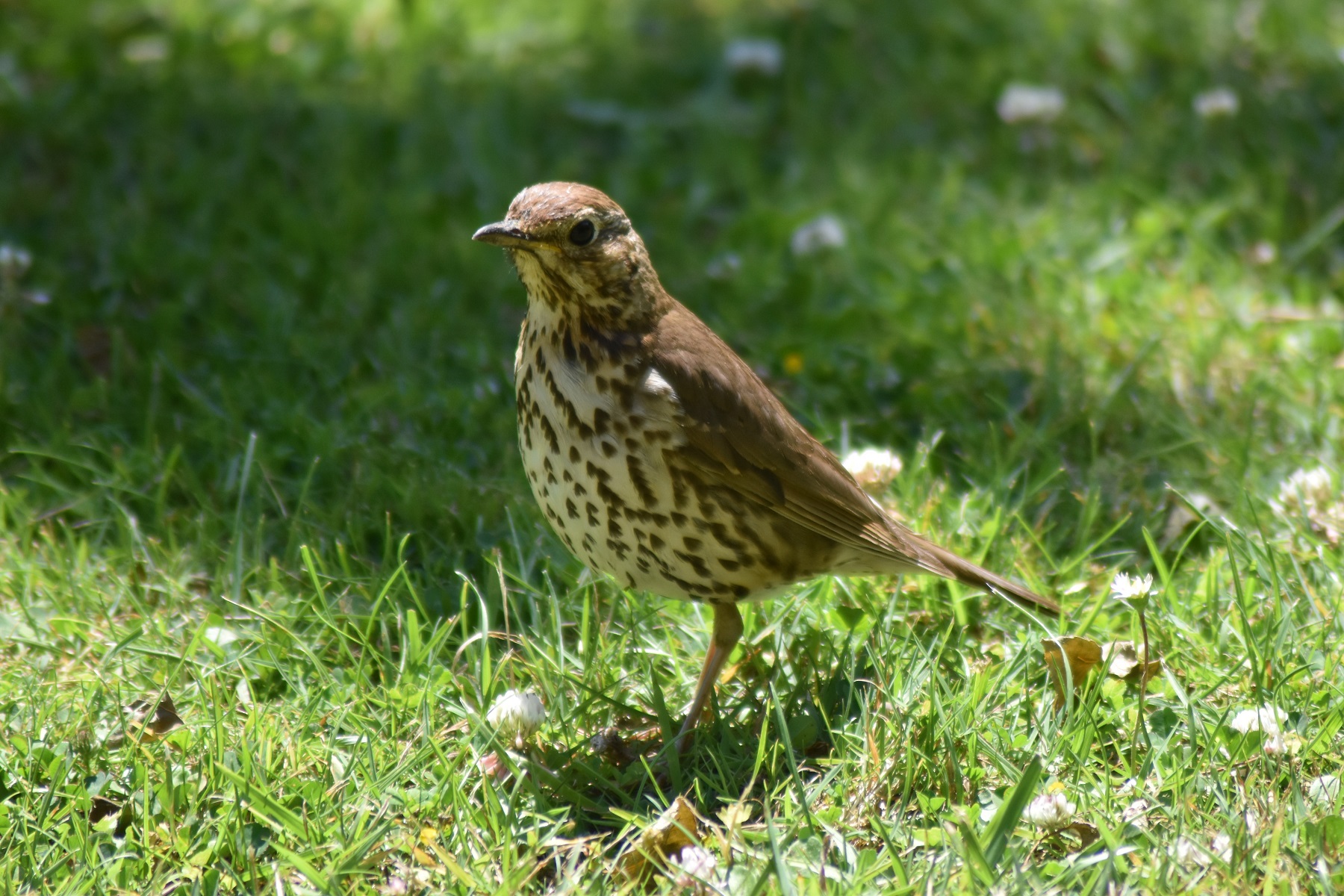 A song thrush, a commun sparrow of Tatihou