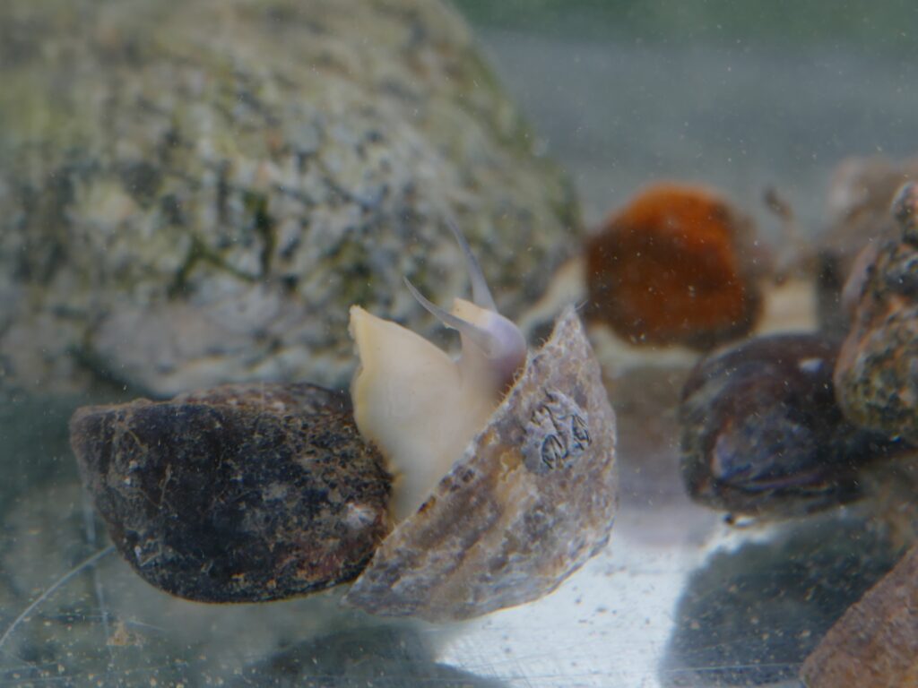 Une patelle et une balane sous l'eau