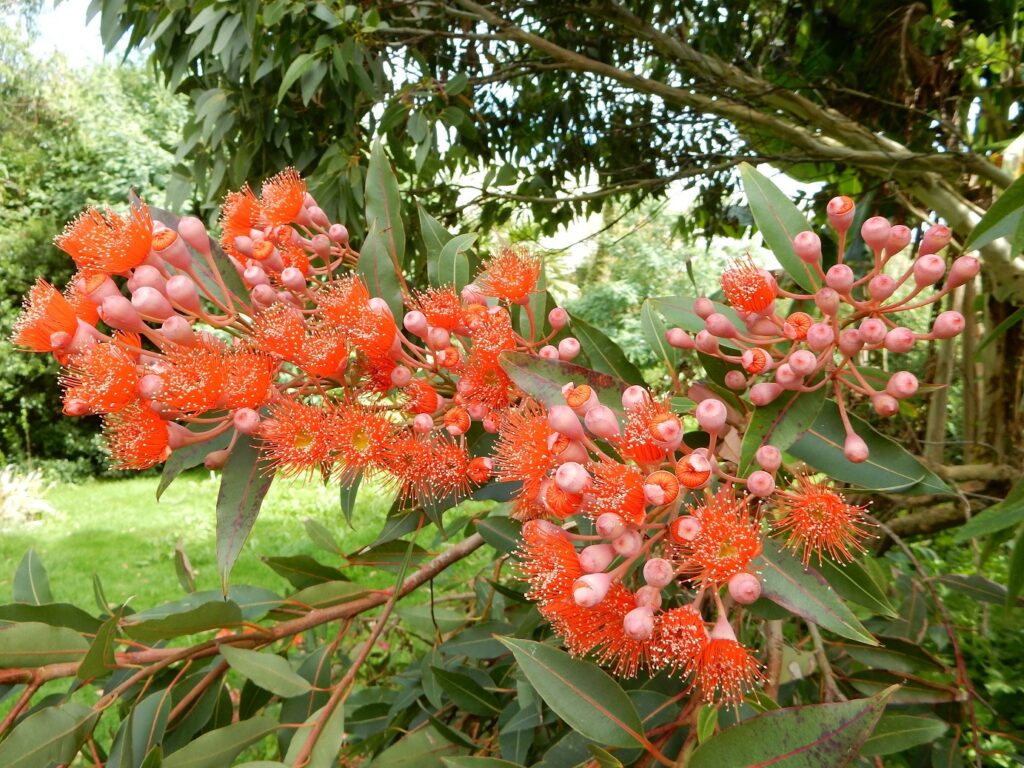 Very nice eucalyptus in the maritime garden