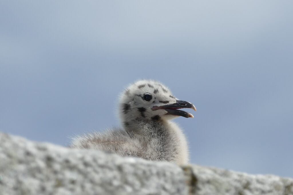 A young seagull (Larus argentatus)
