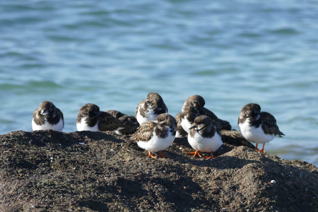 Ruddy turnstones on tatihou's rocks