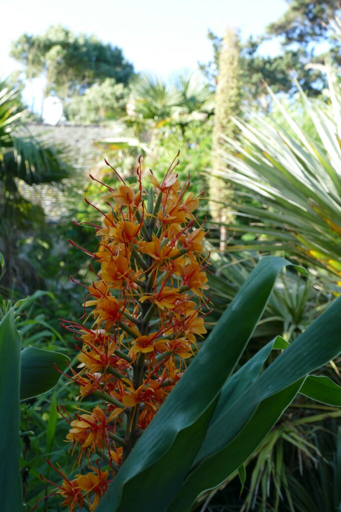 Plante exotique du jardin de Tatihou