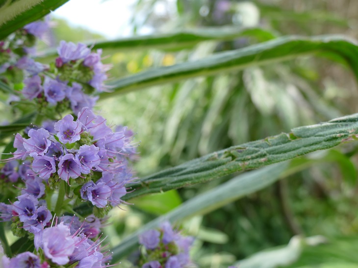 Plante exotique du jardin de Tatihou, vipérine géante avec sa floraison de couleur mauve