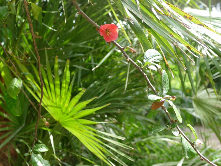 Les fleurs rouges de l'Abutilon dans les jardins de Tatihou